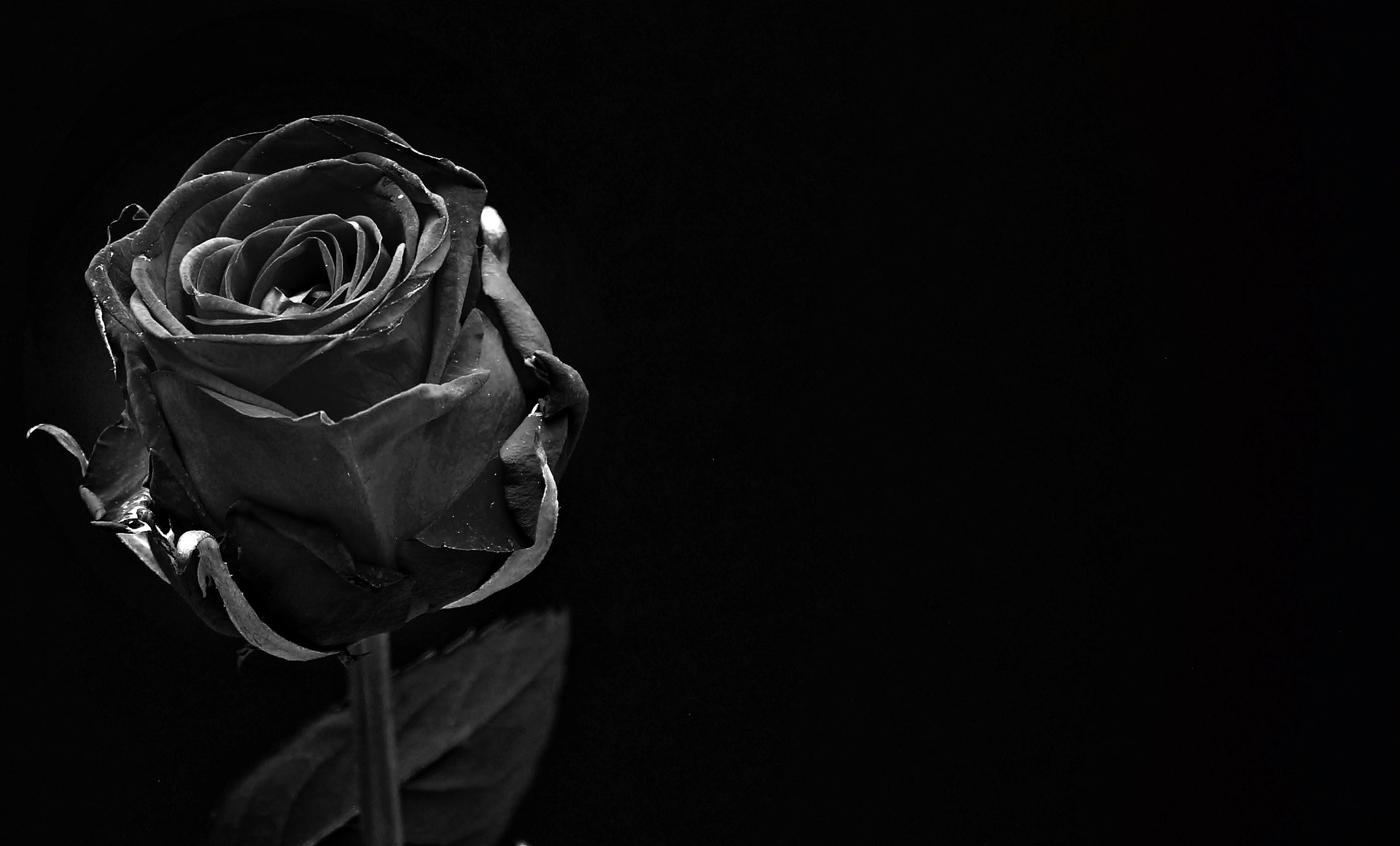 Zwarte rozen: wat is de | 2metdenatuur.nl